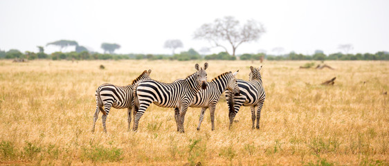 A zebra standing or walking throught the grassland