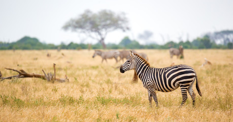 Fototapeta na wymiar A zebra standing or walking throught the grassland