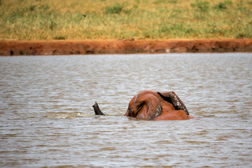 A big red elephant take a bath in the waterhole