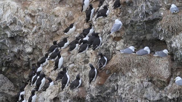 Brunnich's guillemot colony standing 