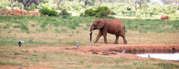 An elephant on the waterhole in the savannah of Kenya
