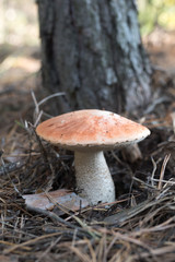 Wild mushrooms in its native growth environment.