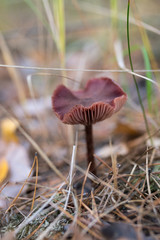 Wild mushrooms in its native growth environment.