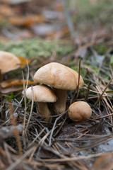 Wild mushrooms in its native growth environment.