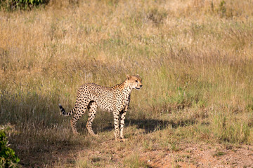Cheetah in the grassland of the savannah in Kenya