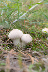 Wild mushrooms in its native growth environment.