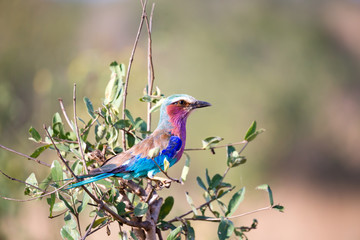 Colorfull bird is sittin on the tree in the savannah in Kenya