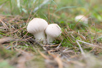 Wild mushrooms in its native growth environment.