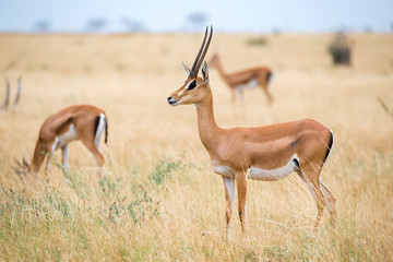 Naklejka na ściany i meble An antelopes in the grassland of the savannah of Kenya