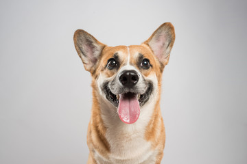 Funny corgi pembroke in studio in front of a white background