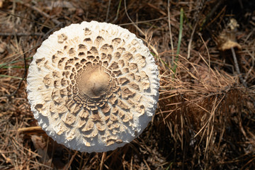 Wild mushrooms in its native growth environment.