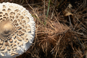 Wild mushrooms in its native growth environment.