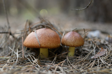 Wild mushrooms in its native growth environment.