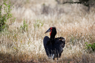 Big black bird with a red face in the grass