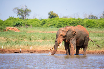 An elephant on the waterhole in the savannah of Kenya
