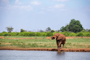 An elephant on the waterhole in the savannah of Kenya