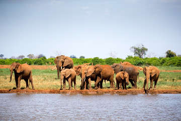 A waterhole in the savannah with some red elephants