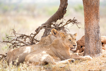 Two lions rest in the shade of a tree