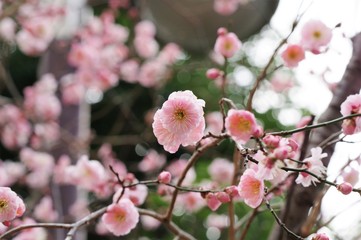 八重桜