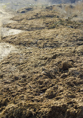 manure for a fertilize