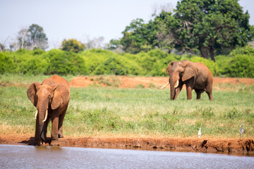 A waterhole in the savannah with some red elephants