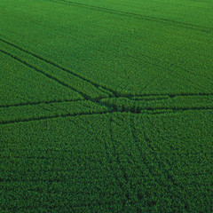 Aerial drone view of green rice field with landscape green pattern nature background. Square