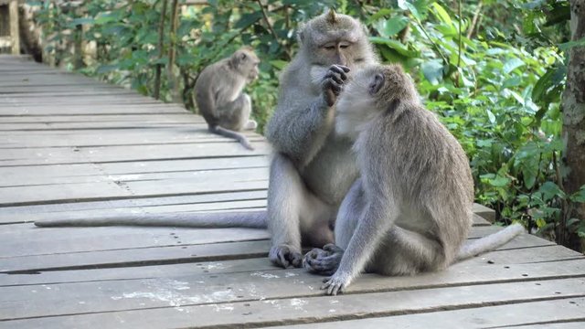 4K ANIMALS Adult monkeys grooming to remove leeches from fur on a wooden bridge in a rainforest at a Buddhist temple in Bali, Indonesia. Tourism, travel, wildlife concept