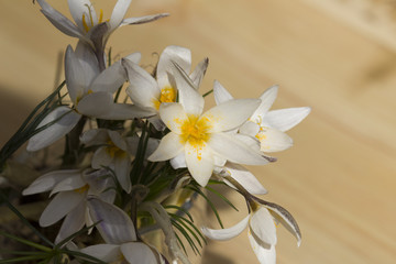 Fototapeta na wymiar bouquet of snowdrops on wooden background