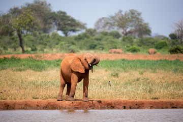 One red elephant is drinking water on the waterhole