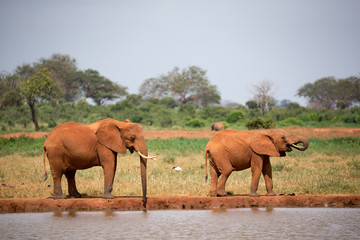 Family of elephants drinking water from the waterhole