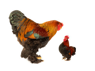 two cocks of the same age 1.5 years old isolated