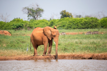 Fototapeta na wymiar One red elephant is drinking water on the waterhole