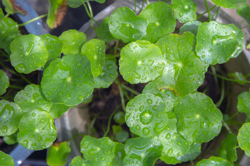 Green asiatic Pennywort leaf or Centella Asiatica with drops of water from rain after raining.