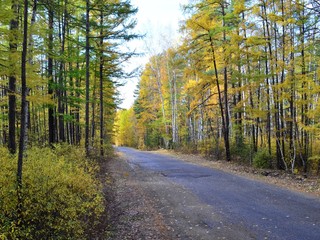 Obraz premium Autumn forest is a great time