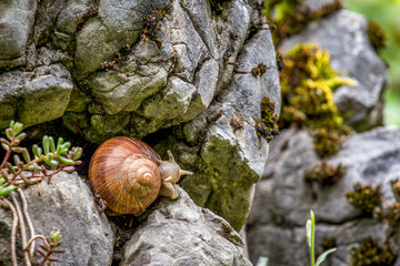 snail on the rock