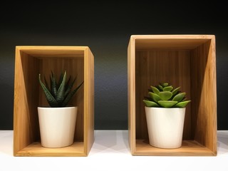 plants in wooden box
