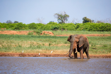 An elephant on the waterhole in the savannah of Kenya