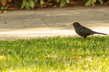 Turdus merula, Blackbird in the grass