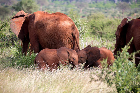 A red elephant family is walking between the bush - Powered by Adobe