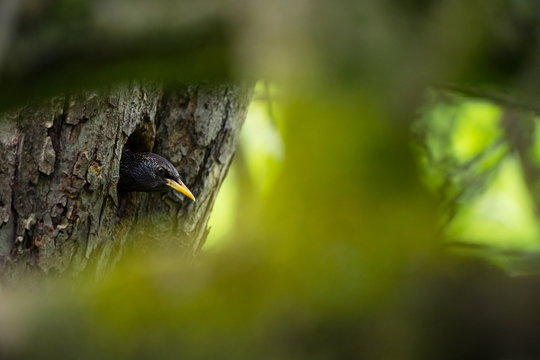 Sturnus vulgaris. The wild nature of the Czech Republic. Free nature. Picture of a bird in nature. Beautiful picture. Bird in the woods. Deep forest. Mysterious Forest. Wild. From bird life. Spring na