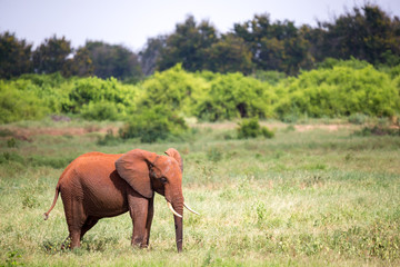 A red elephant is standing in the grassland