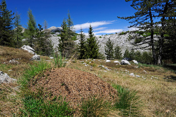 Ameisenhaufen im Nationalpark Lovćen - Montenegro