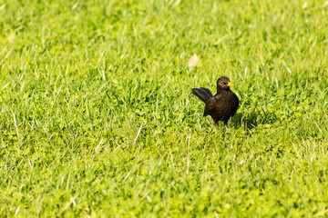 Turdus merula, Blackbird in the grass