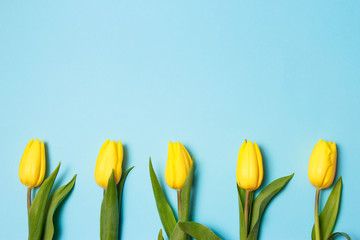 Spring flowers. Yellow tulips on blue background top view copy space border