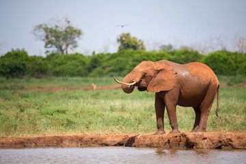 One red elephant is drinking water on the waterhole