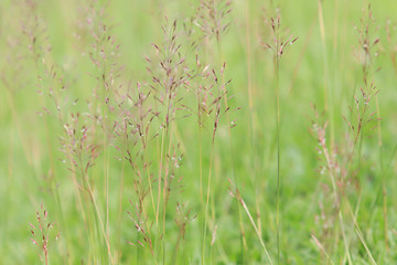 Beautiful grass flower field.