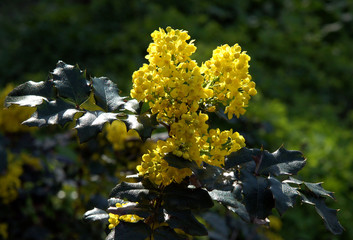 Flowering Oregon Grape