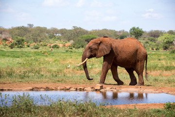 Fototapeta na wymiar An elephant on the waterhole in the savannah of Kenya