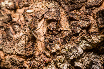 Very well camouflaged spider on tree-bark
