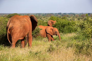 A red elephant family is walking between the bush